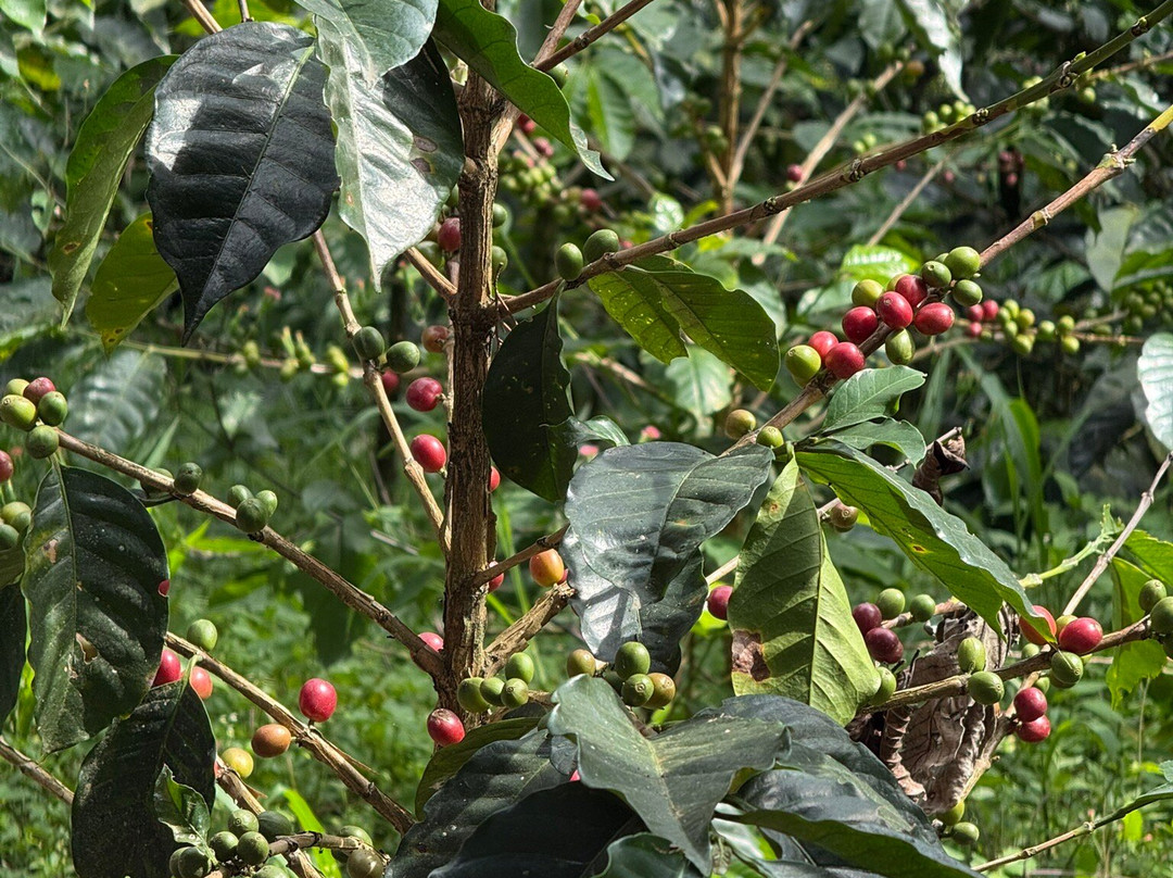 Don Manolo Café-佩雷拉必去景点