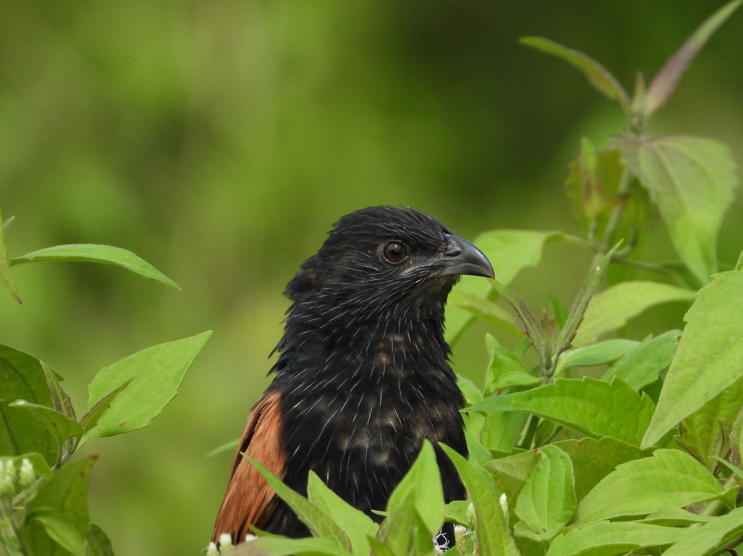 萨特沃大象生态酒店主图