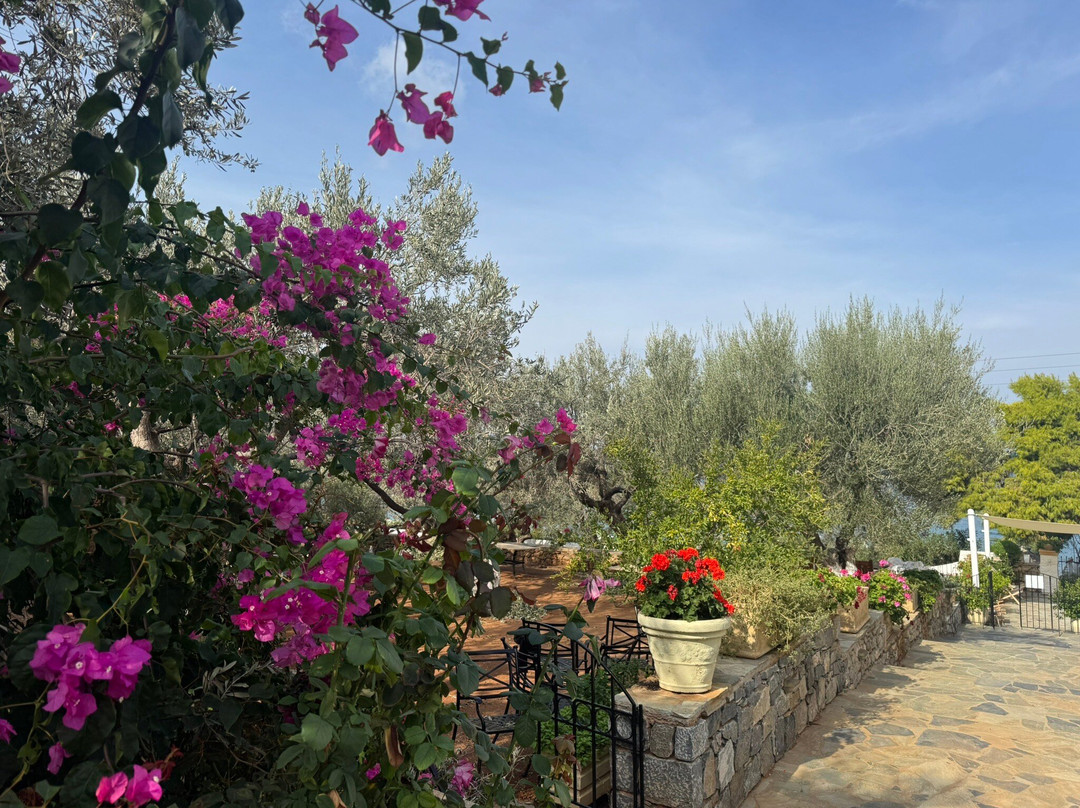 Bellevalia Hydra主图