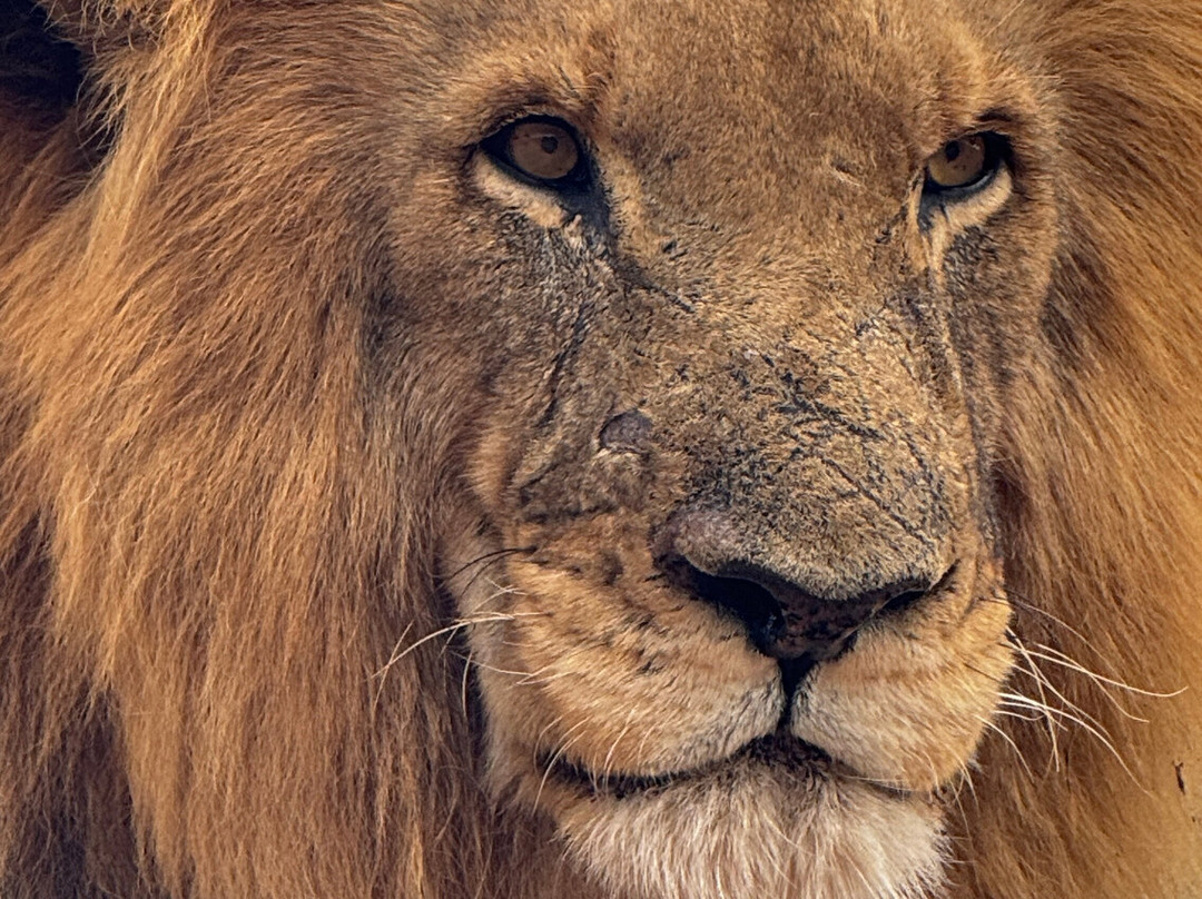 Big Six Tour Safaris-约翰内斯堡必去景点