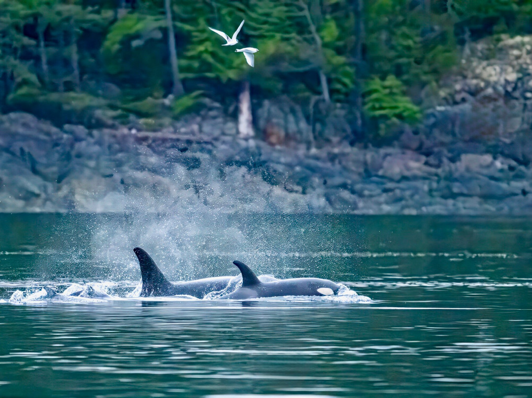 Tide Rip Grizzly Tours-Telegraph Cove必去景点