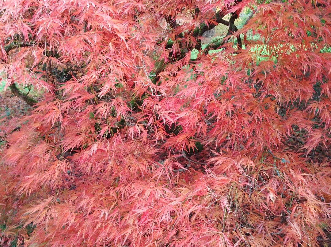 Ramster Gardens-Chiddingfold必去景点