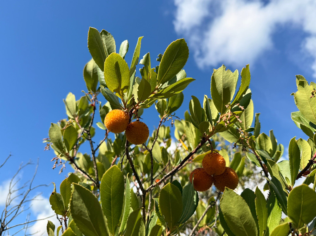 Avalanche Algarve-圣布拉德阿尔波特必去景点