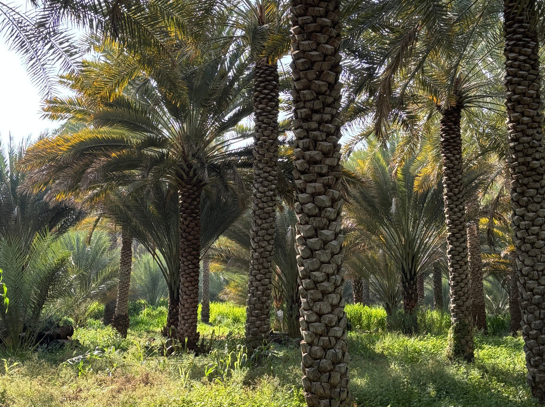 Desert Camels Adventure Tours-尼日瓦必去景点