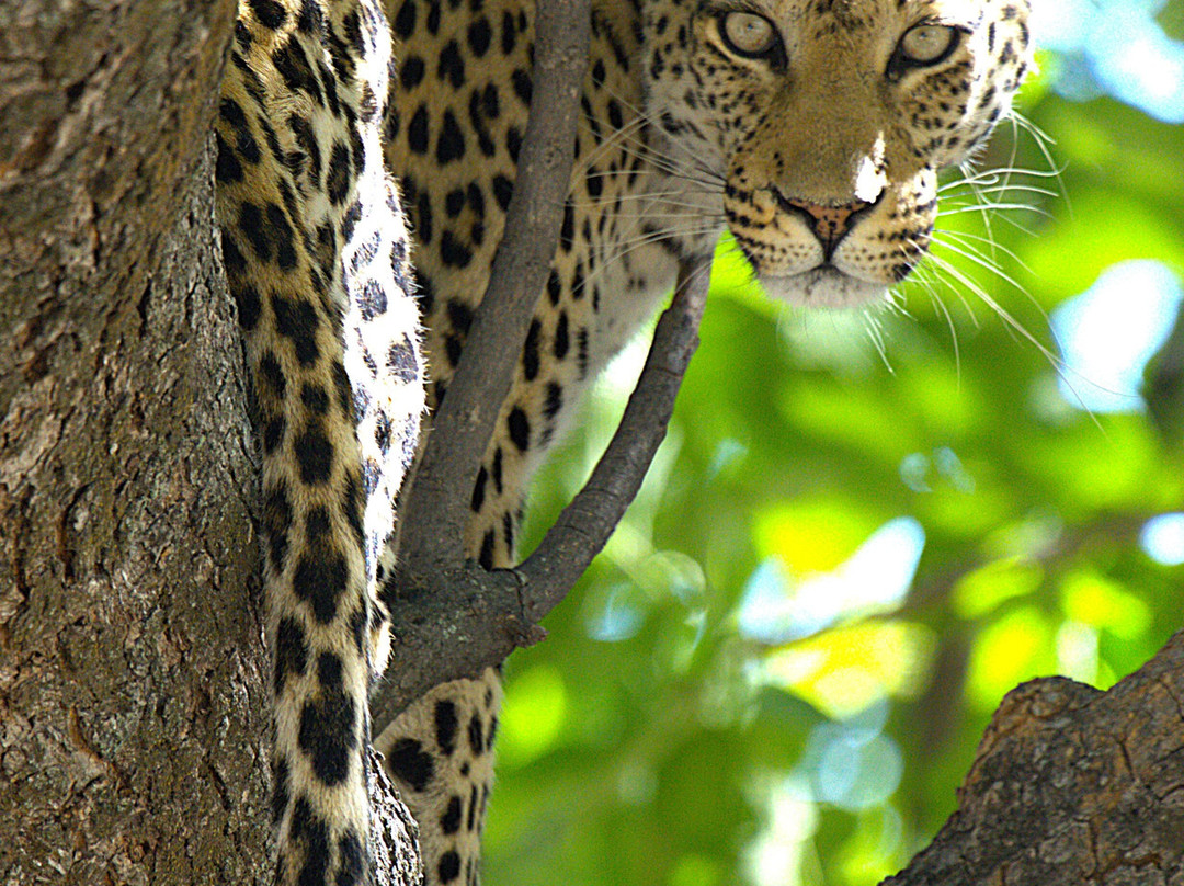 African Guide Academy-马翁必去景点
