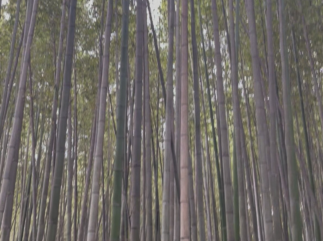 Israelity travel-特拉维夫必去景点