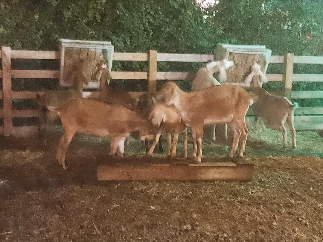 Quex Adventure Farm Park-Birchington必去景点