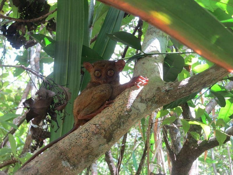 菲律宾眼镜猴及野生动物保护区-Corella必去景点