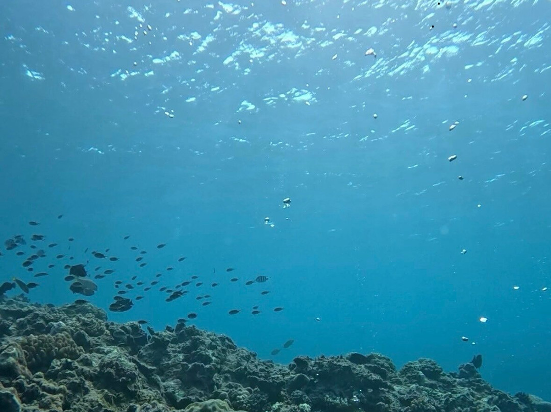 Miyakojima Diving Shop Guide-Ya-San-宫古岛市必去景点