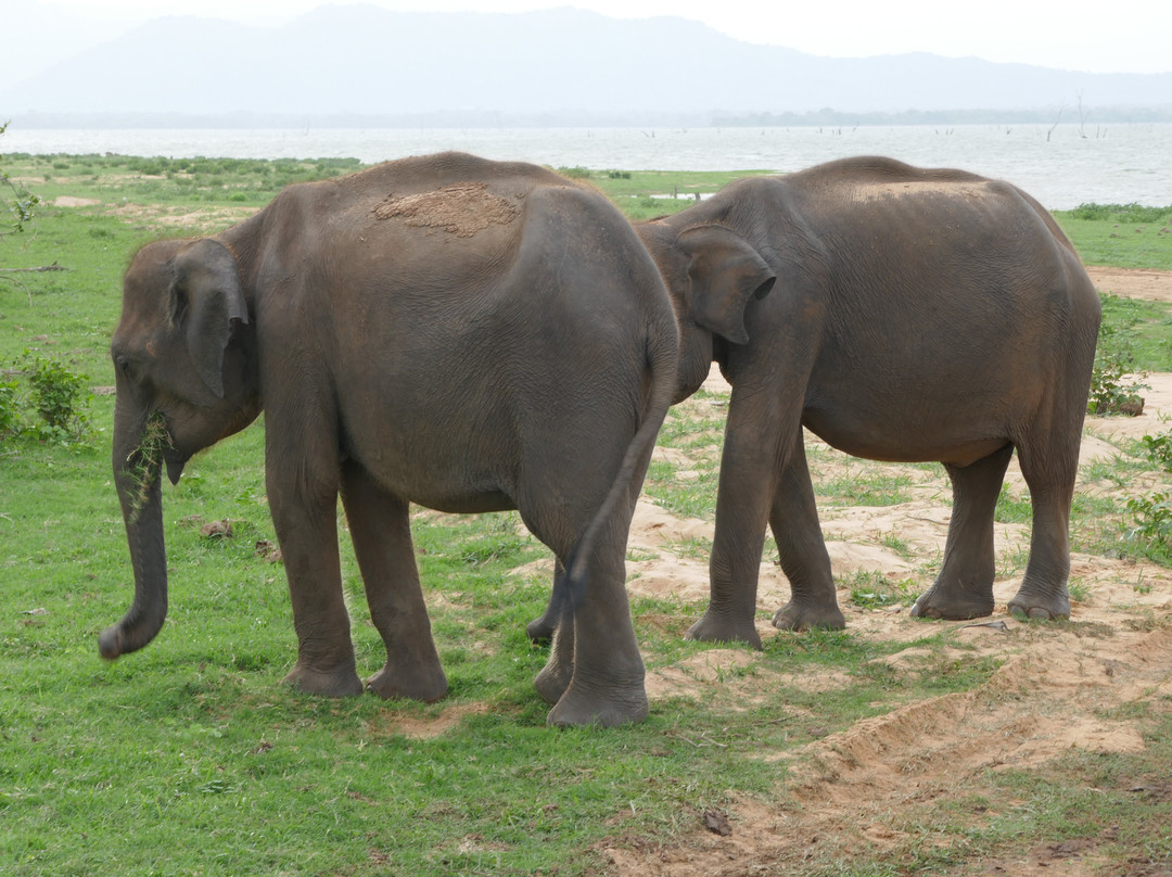 Shan Lanka Tours - Travel with Rukmal-Marawila必去景点