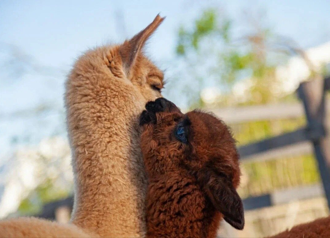 Pacha Mama Alpaca Park