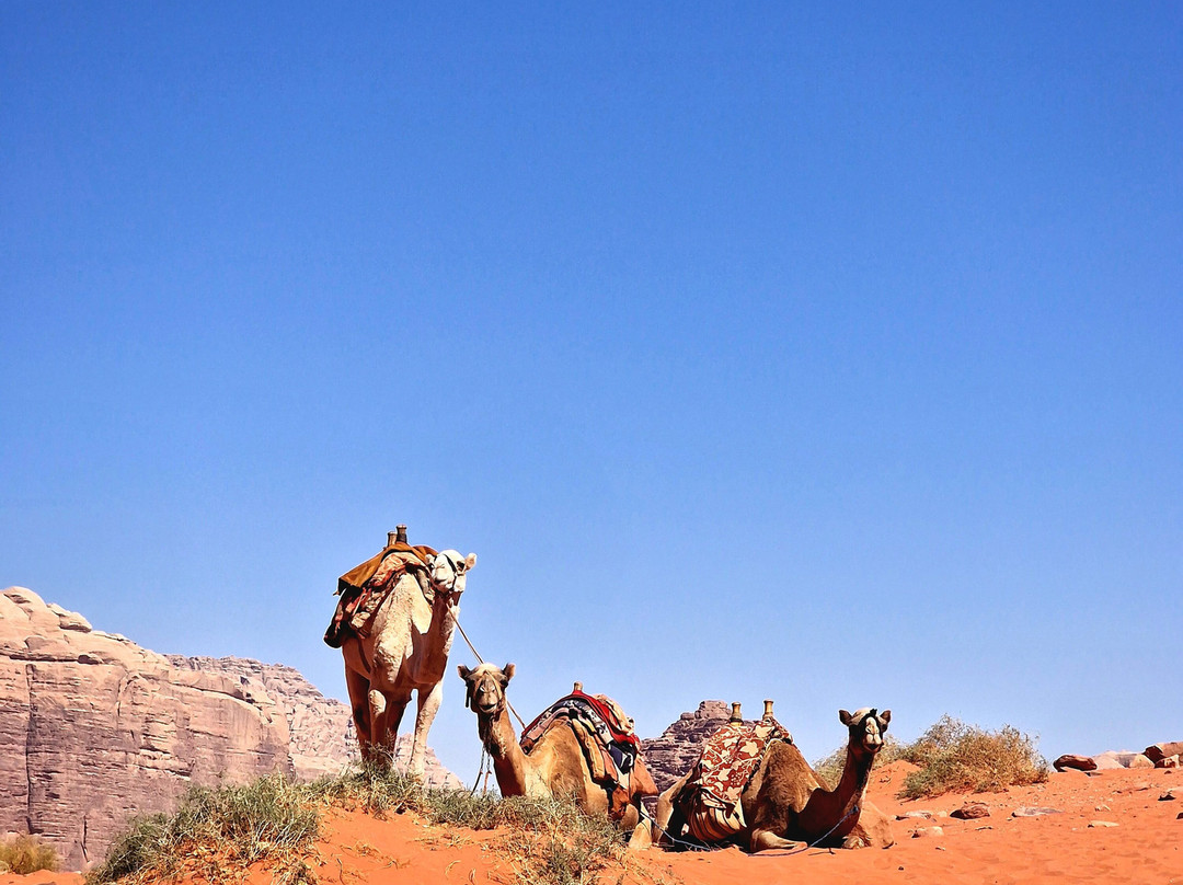 Wadi Rum Eco Tours-Wadi Rum Village必去景点