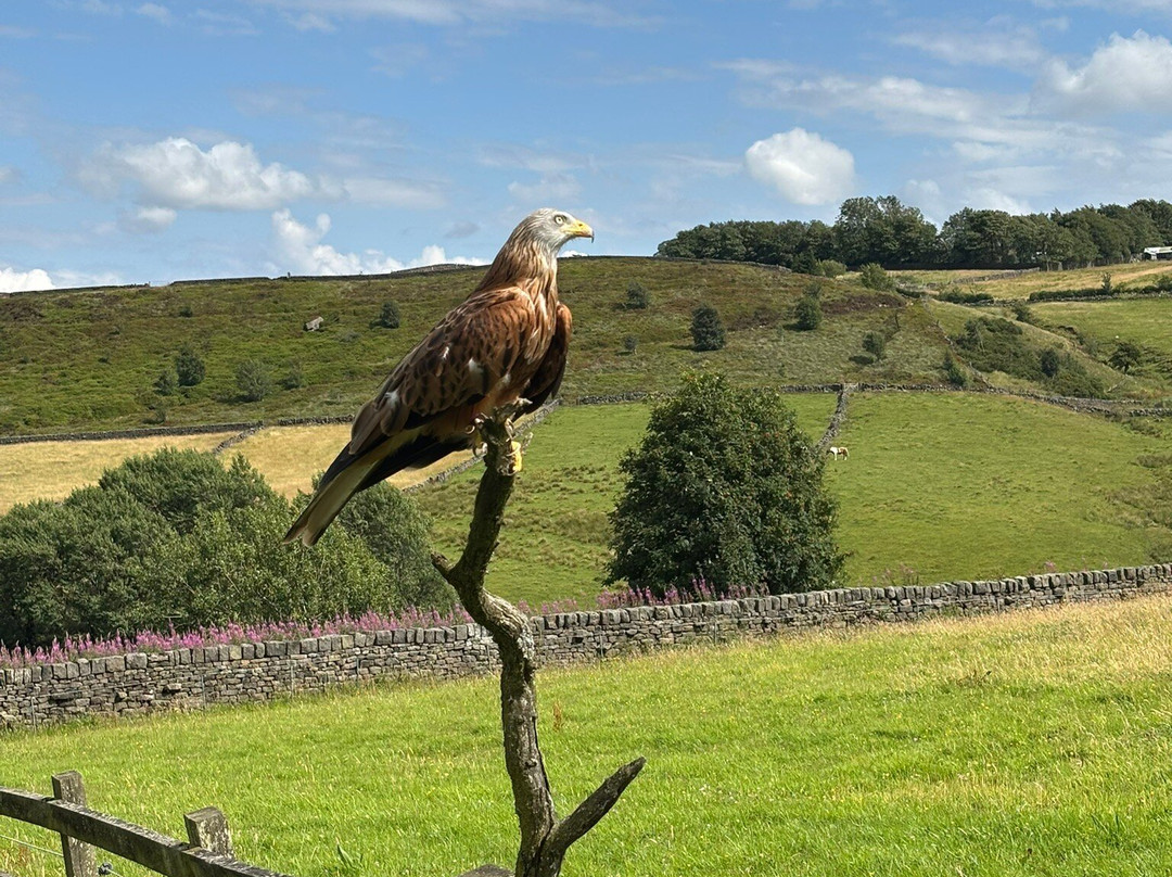 SMJ Falconry-Oxenhope必去景点
