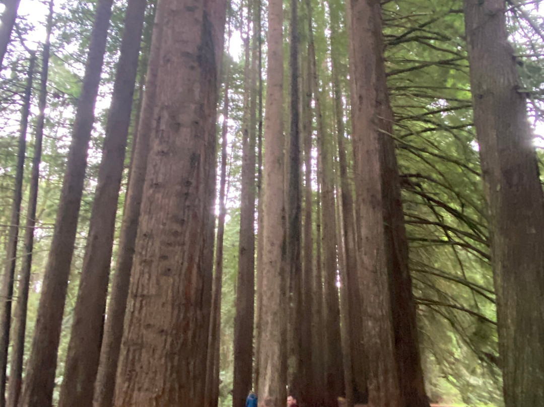 Otway Adventure Motorcycles-Pennyroyal必去景点