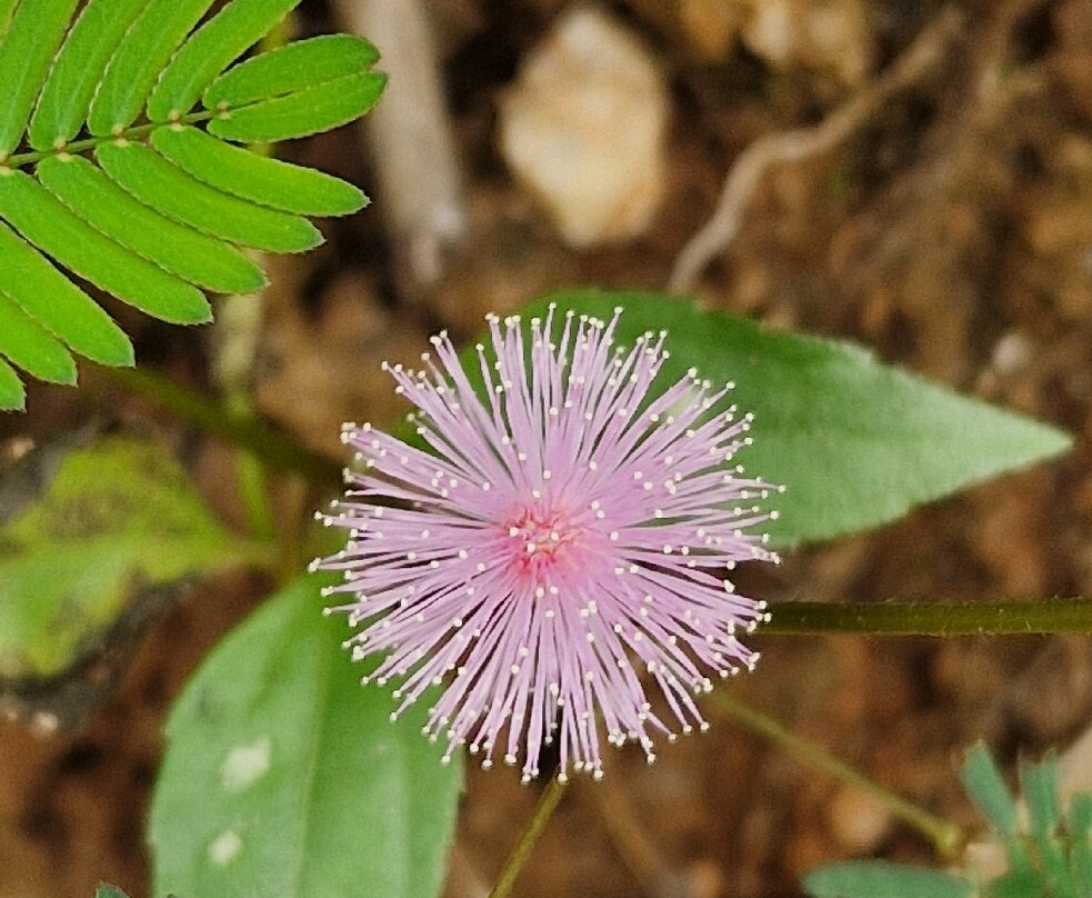 MERVEILLES DU SRI LANKA-Koslanda必去景点