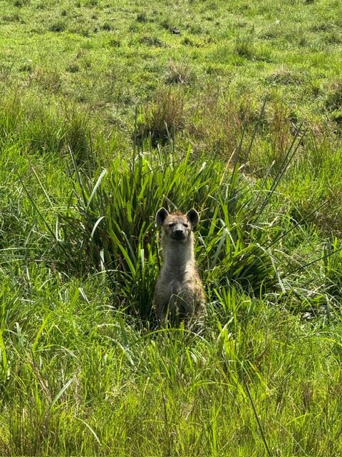 JT Safaris-迪亚尼必去景点
