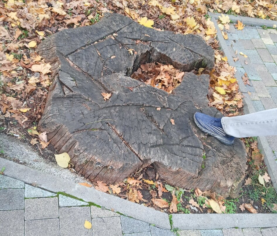 The Central Park-Stavropol必去景点