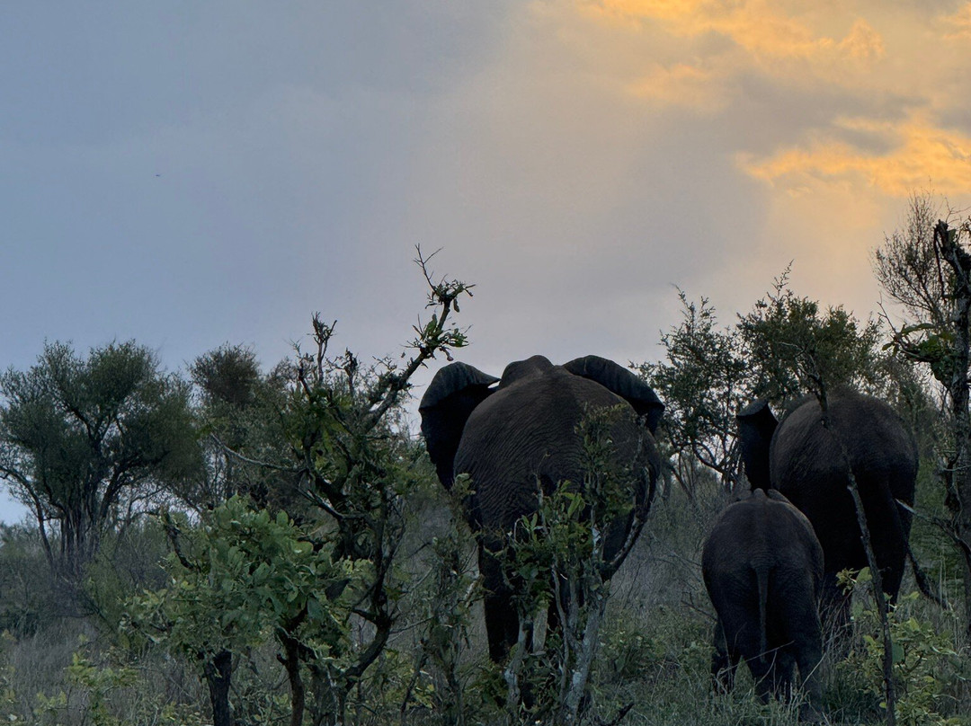 Wild Photo Africa Safaris-尼斯普鲁特必去景点