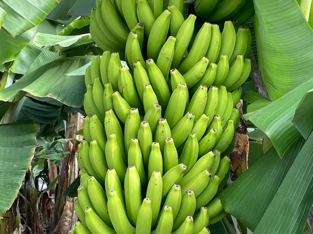 La Rekompensa Mundo del Plátano-Arucas必去景点