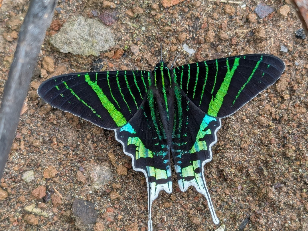 Parque Nacional del Yasuni - Fernando guia en la Amazonia-Coca必去景点