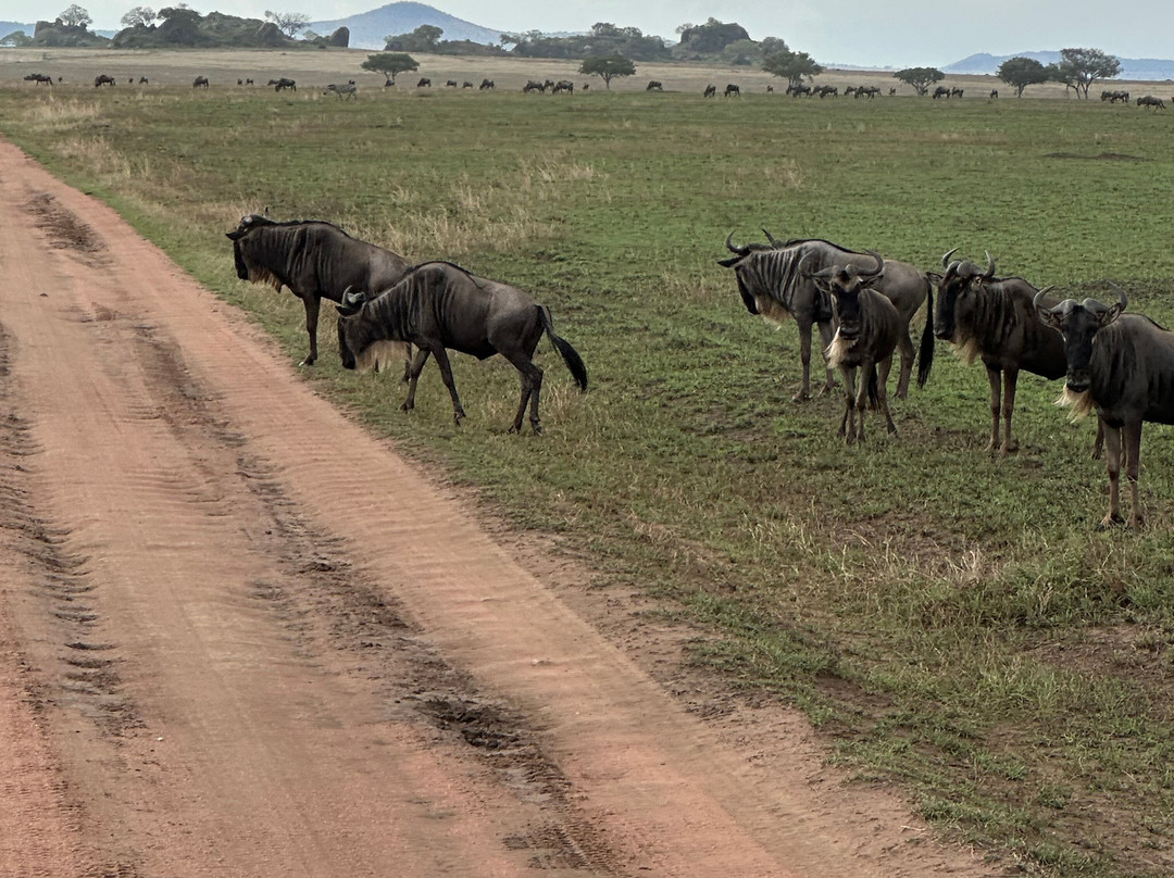 歌珊地非洲游猎之旅-阿鲁沙必去景点