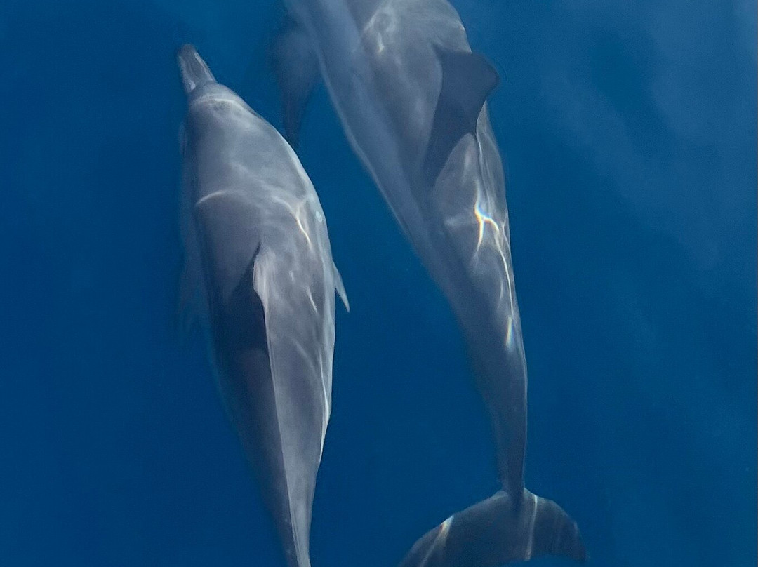 Euro-Divers Club Med Finolhu Villas-马累必去景点