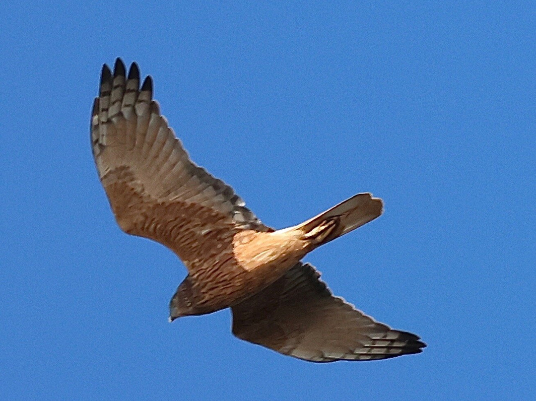 Leven River Cruises-Ulverstone必去景点