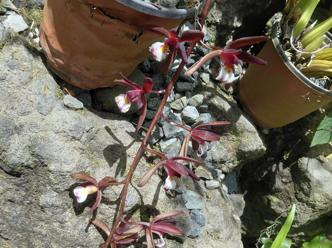 巨人的沉睡花园-纳迪市必去景点