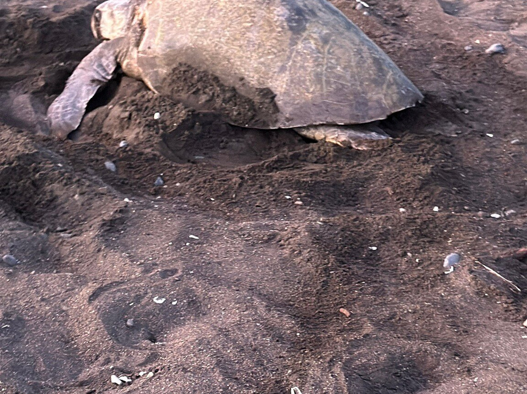 Oropopo Experience-Playa Avellanas必去景点