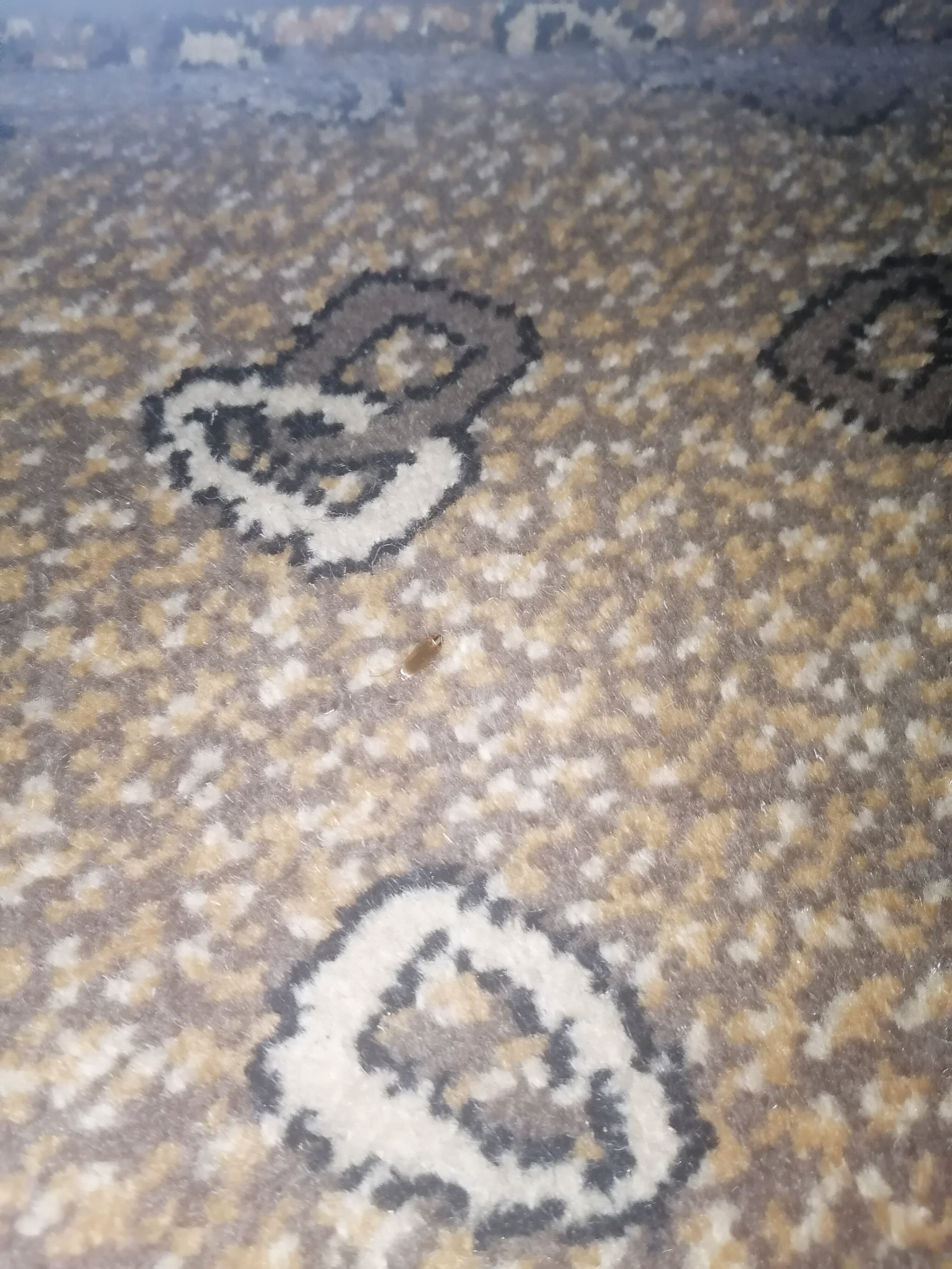 Road Lodge Bloemfontein Airport-官方