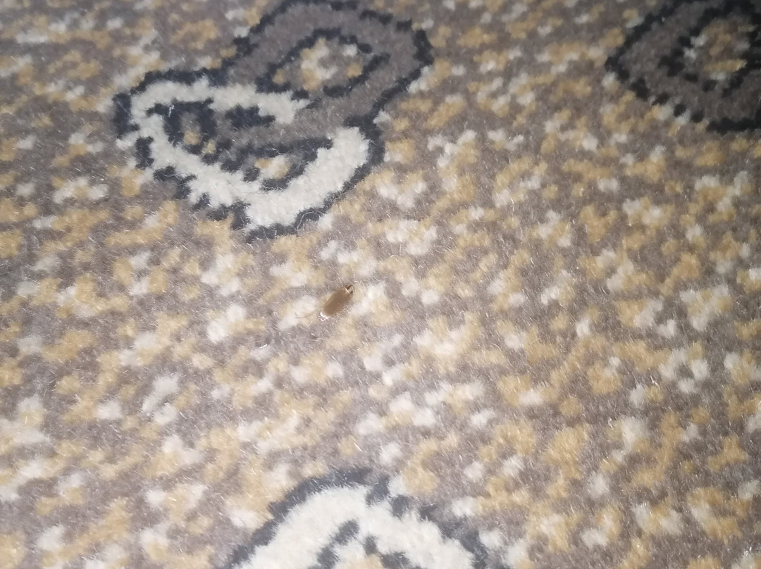 Road Lodge Bloemfontein Airport主图