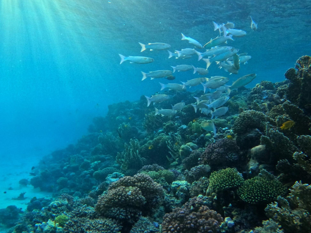 ORCA Dive Club Coral Garden-Safaga必去景点