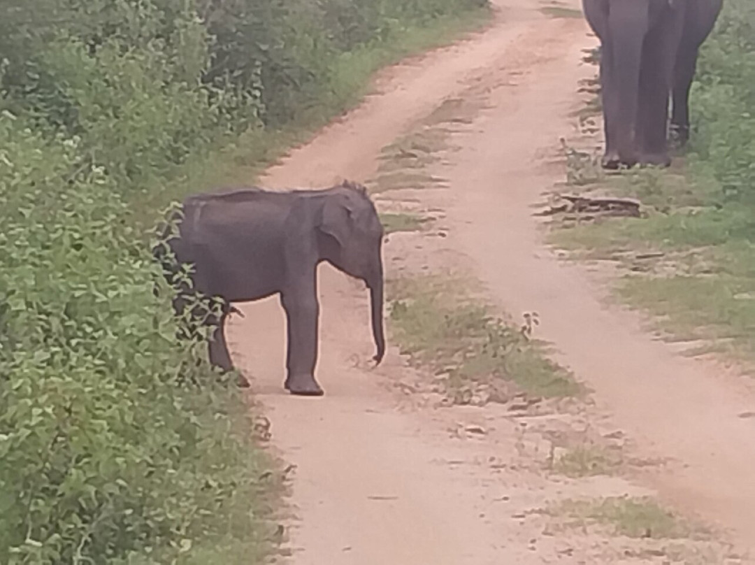 Udawalawe National Park Safari-乌达瓦拉瓦必去景点
