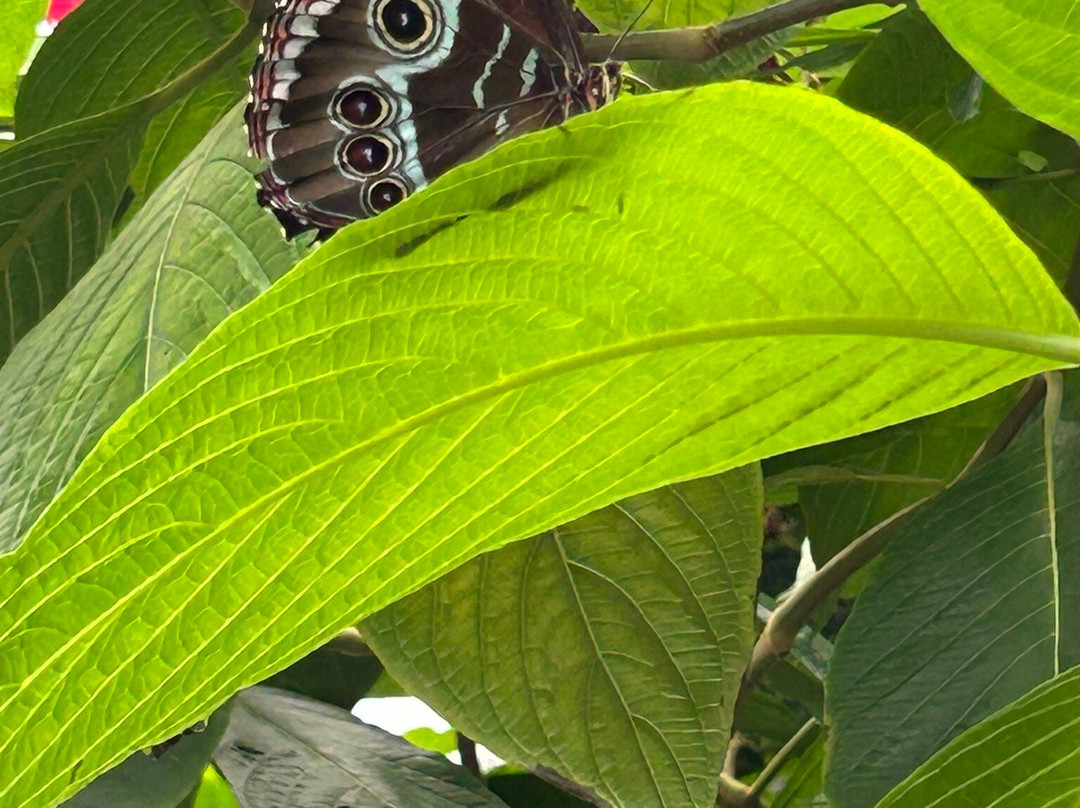The Leaf-温尼伯必去景点