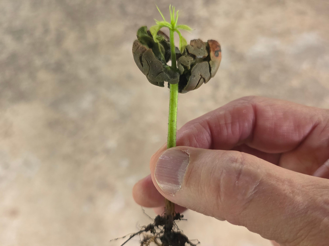 Cafe & Cacao Tour Bijagua-Bijagua de Upala必去景点