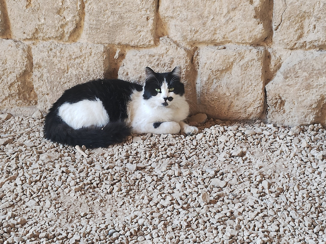 Citadel Saint Gilles (Qal'at Sinjil)-的黎波里必去景点