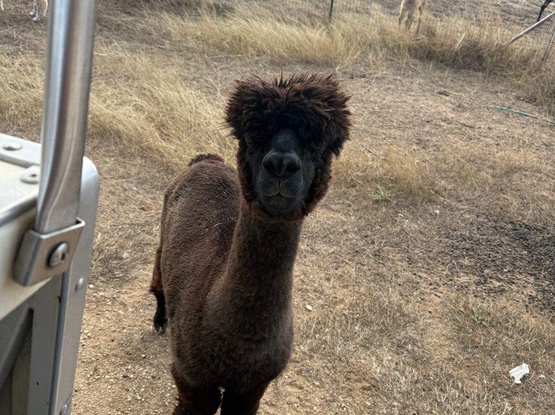 Grapetown Vineyard-弗雷德里克斯堡必去景点