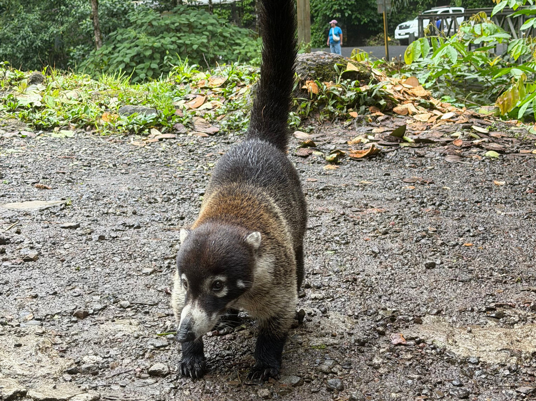 Arenal Cautiva-El Castillo必去景点
