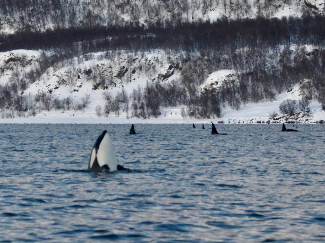 Dervola Adventure-Skjervoy必去景点