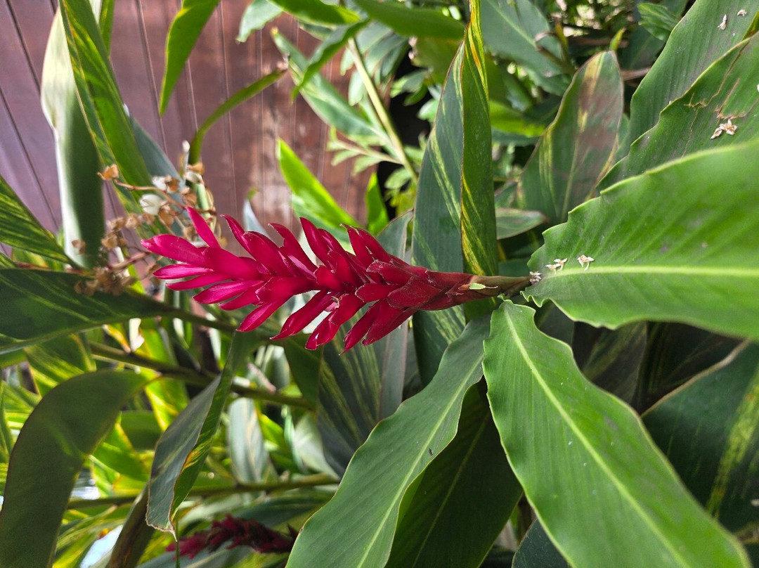 La Maison du Coco-圣亮必去景点