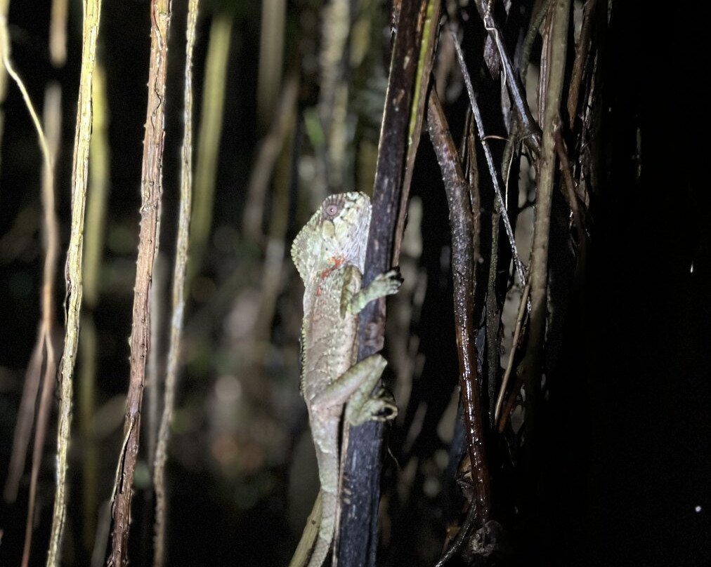 Jungle Night Walk-卡维塔必去景点