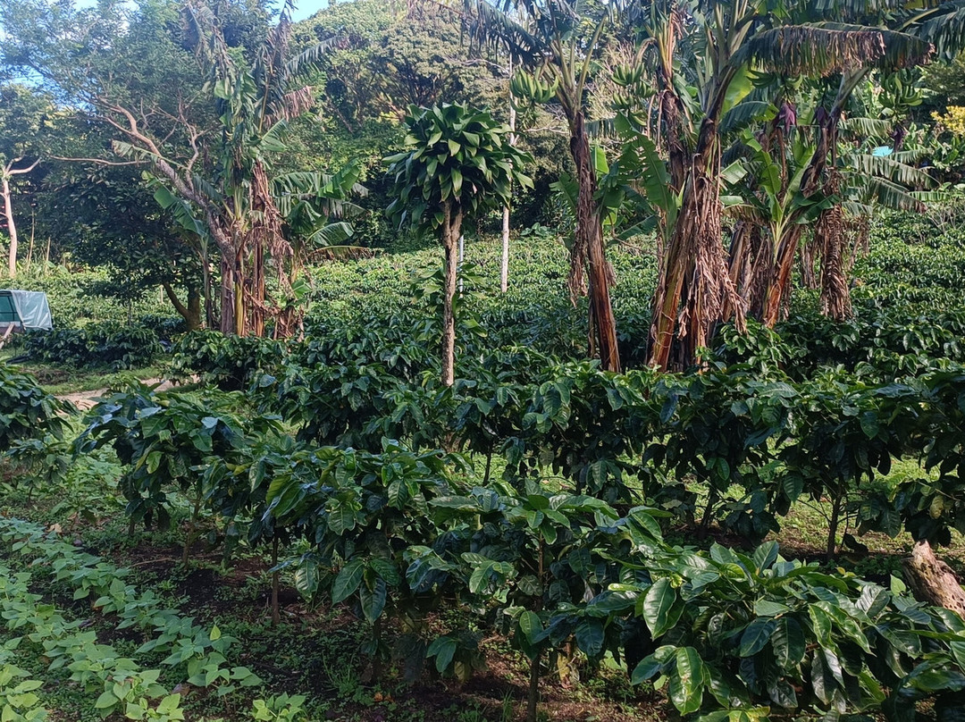 Café Monteverde Coffee Tour-圣埃伦娜必去景点