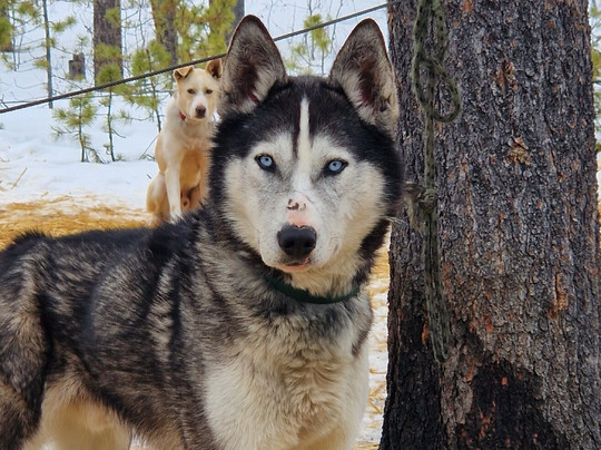 Boreal Kennels-Carcross必去景点