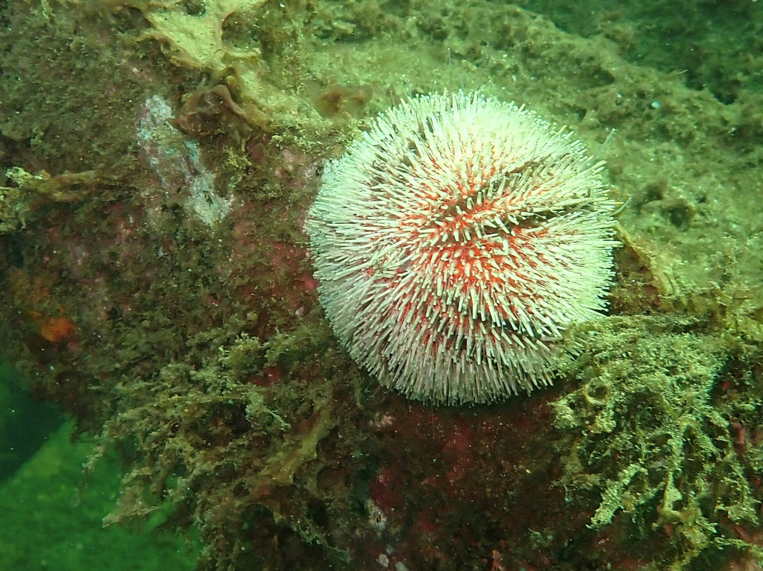Kraken Diving-Birsay必去景点