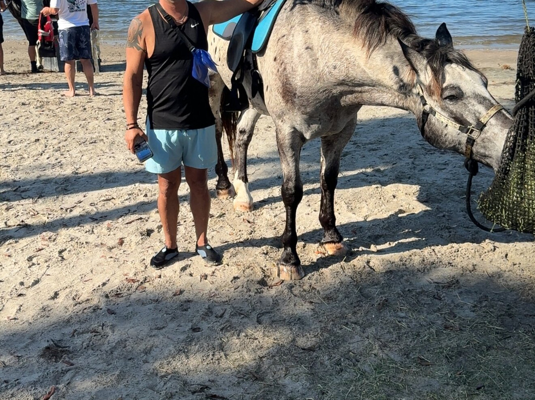 Florida Beach Horses-布雷登顿必去景点