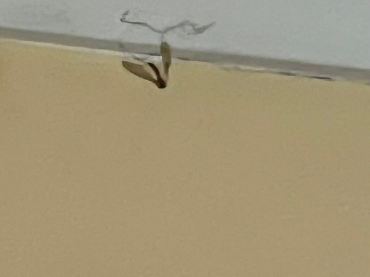 Donnybrook Motel主图