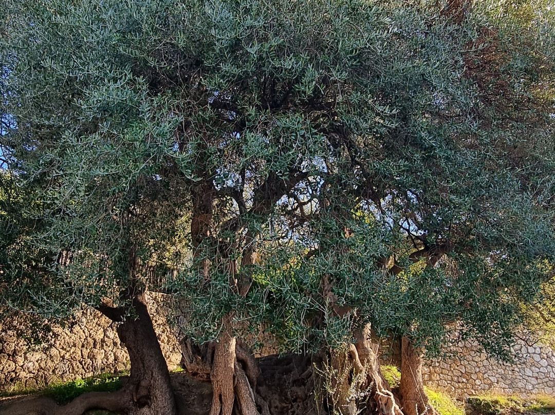 L'Olivier Millénaire-罗克布伦第马丁必去景点