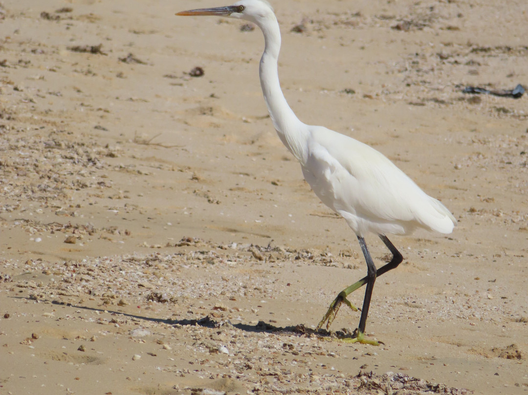 Sharm El Luli-马萨阿拉姆必去景点