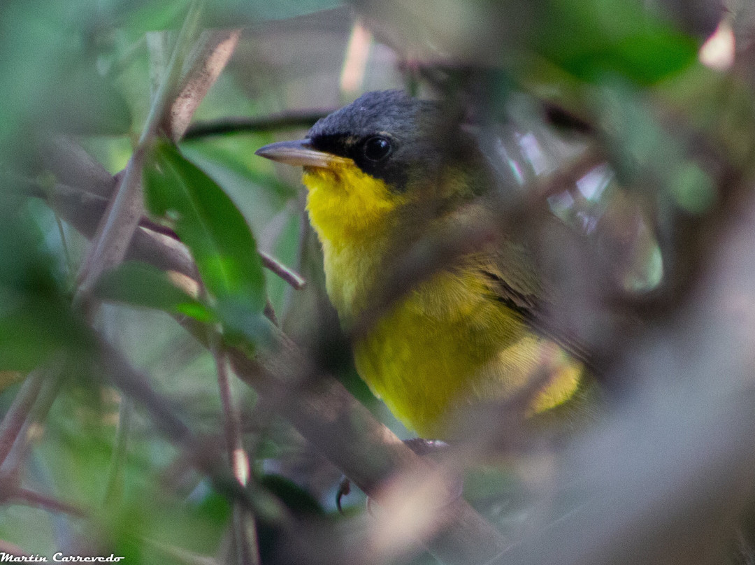 Complejo Costa Alta主图