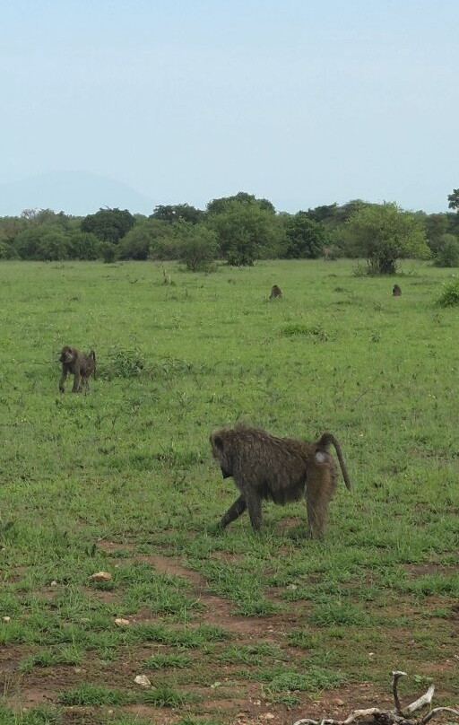 Shayona Safaris & Tours-姆万扎必去景点